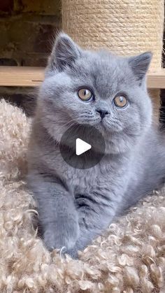 a grey cat laying on top of a fluffy rug