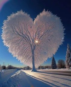 a heart - shaped tree in the middle of a snowy field with sun shining through it