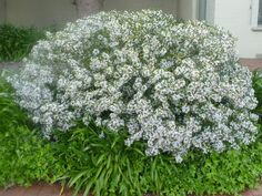 a bush with white flowers is in front of a brick walkway and house on the other side