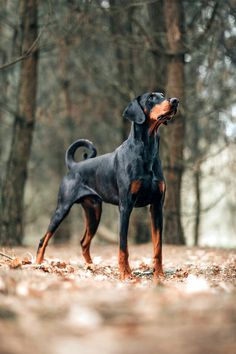 a black and brown dog standing on top of a leaf covered ground next to trees