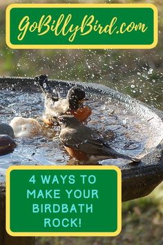 two ducks in a bird bath with the words, 4 ways to make your birdbath rock