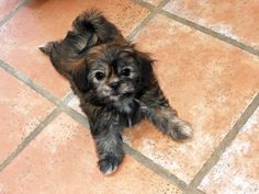 a small brown and black dog laying on the floor