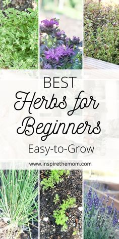 the best herbs for beginners easy to grow