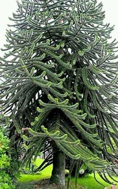 a large cactus tree in the middle of a garden