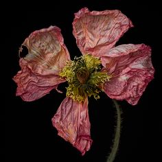 a pink flower with yellow stamens on a black background