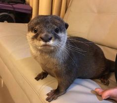 an otter sitting on top of a white couch next to a person's hand