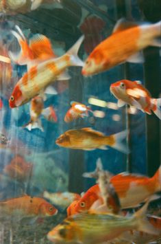 many orange and white fish in an aquarium