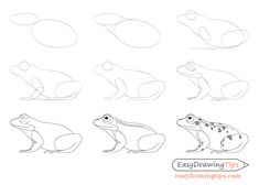 how to draw a frog step by step instructions for children and adults in easy steps