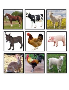 several different types of farm animals are shown in the picture above, and below them is an image of chickens, cows, sheep, and roosters