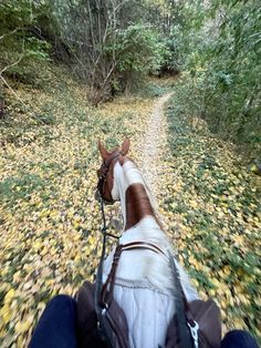 the horse is riding down the path in the woods