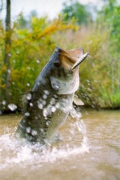 a large fish jumping out of the water to catch some food in it's mouth