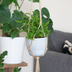 a potted plant hanging from a rope in front of a couch with other plants