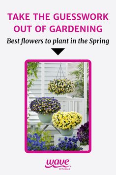 planters and hanging basket with pansies Lotus Pods, Flowers To Plant, Best Flowers, Backyard Porch, Feeling Inspired, Feel Inspired, Early Spring