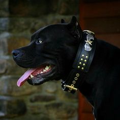 a black dog wearing a leather collar with studs on it's ears and tongue