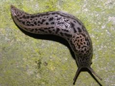 a slug crawling on top of green moss covered in ligte and dirt,