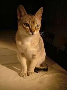 a cat sitting on top of a bed in the dark