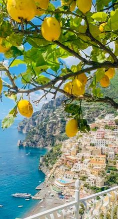 an orange tree with lots of fruit hanging from it's branches next to the ocean