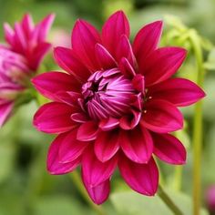 a close up of a pink flower with green leaves in the backgroup