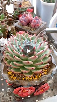 an assortment of succulents and other plants on display