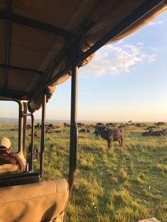 summer safari travel photography sunset buffalo aesthetic Terms And Conditions Aesthetic Iris, Terms And Conditions Book Aesthetic, Iris Elizabeth Kane, Terms And Conditions Aesthetic, Safari Quotes, Declan Kane, Books Core, Romance Tropes