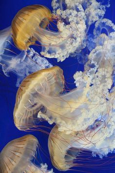 several jellyfish swimming in the water together