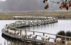 a herd of sheep walking across a bridge over water