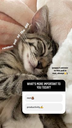 a cat sleeping on top of a white blanket next to a pink teddy bear and text that reads, what's more important to you today?