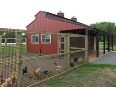 several chickens in an enclosed area next to a red barn