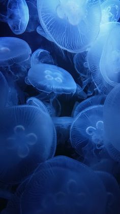 many jellyfish are swimming in the water