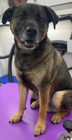 a brown dog sitting on top of a purple table