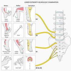 Physical Therapy Student, Physical Therapy Assistant, Body Massage Techniques, Basic Anatomy And Physiology, Medical Student Study, Physical Therapy Exercises