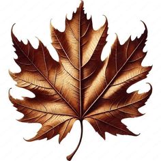 a brown leaf is shown on a white background