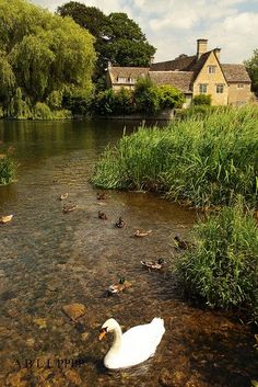 there is a white duck in the water