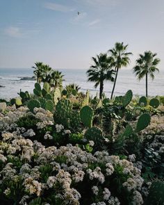 some plants and trees by the water