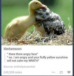 an image of two birds that are touching each other's face and one is looking at the camera