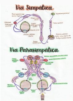 Tarea de Oftalmología Physical Therapy School, Vet School, Medical School Inspiration, Medical School Studying