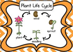 the plant life cycle is shown in orange and white