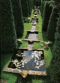 a long row of water lilies in the middle of a garden