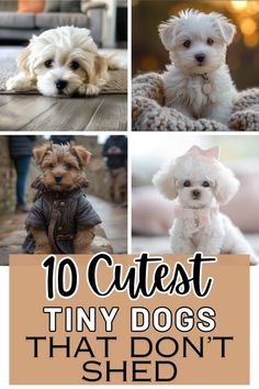 the top ten cutest tiny dogs that don't shed