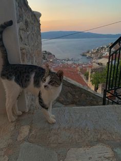 a cat standing on the side of a building