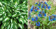 blue flowers and green leaves in two different pictures, one with white stripes on it