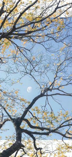 the moon is seen through the branches of a tree