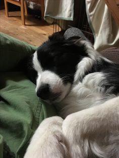 a black and white dog laying on top of a green couch next to a wooden table