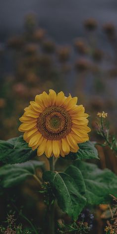 a large yellow sunflower standing in the middle of a field