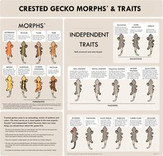 an info sheet with different types of gecko morps and their respectives on it