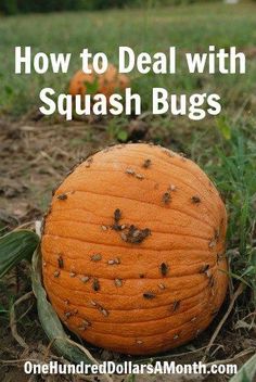 a pumpkin sitting on the ground with text overlay that reads how to deal with squash bugs