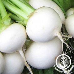 some white onions and celery are on display