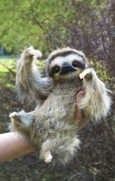 a person holding a stuffed sloth in their hand