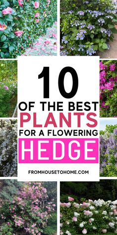 Flowering Hedge Plants: 10 of the Best Bushes For Hedges Blooming Evergreens, Camellia Hedge, Lilac Hedge, Evergreen Bushes, Rose Of Sharon Bush, Flowering Hedge, Hedges Landscaping, Bridal Wreath Spirea, Rose Hedge