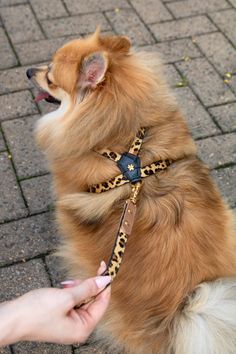 a dog sitting on the ground being petted by someone